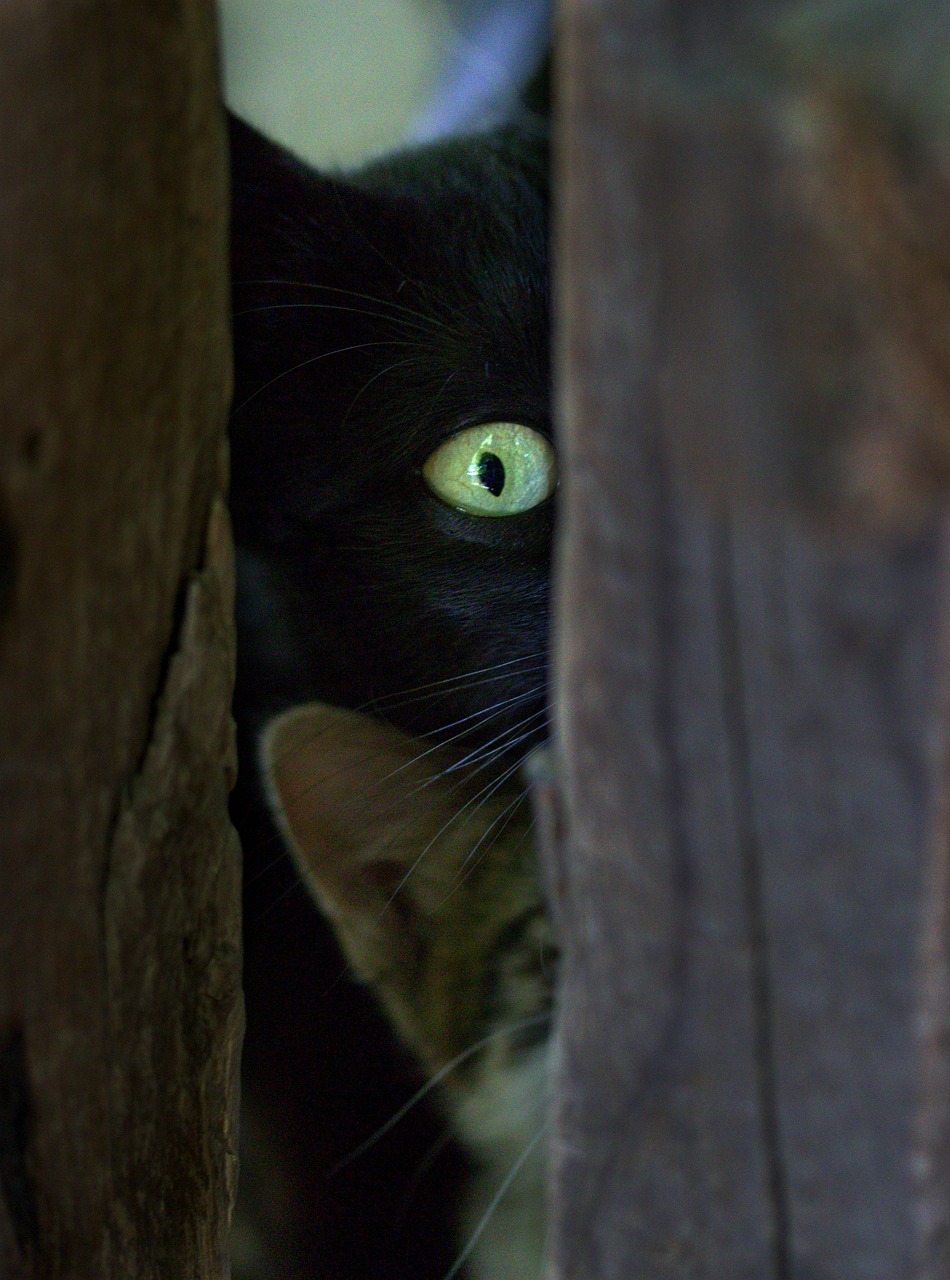 the cat, black, hidden, eyes, curious, playful, adorable, tamed, catlike