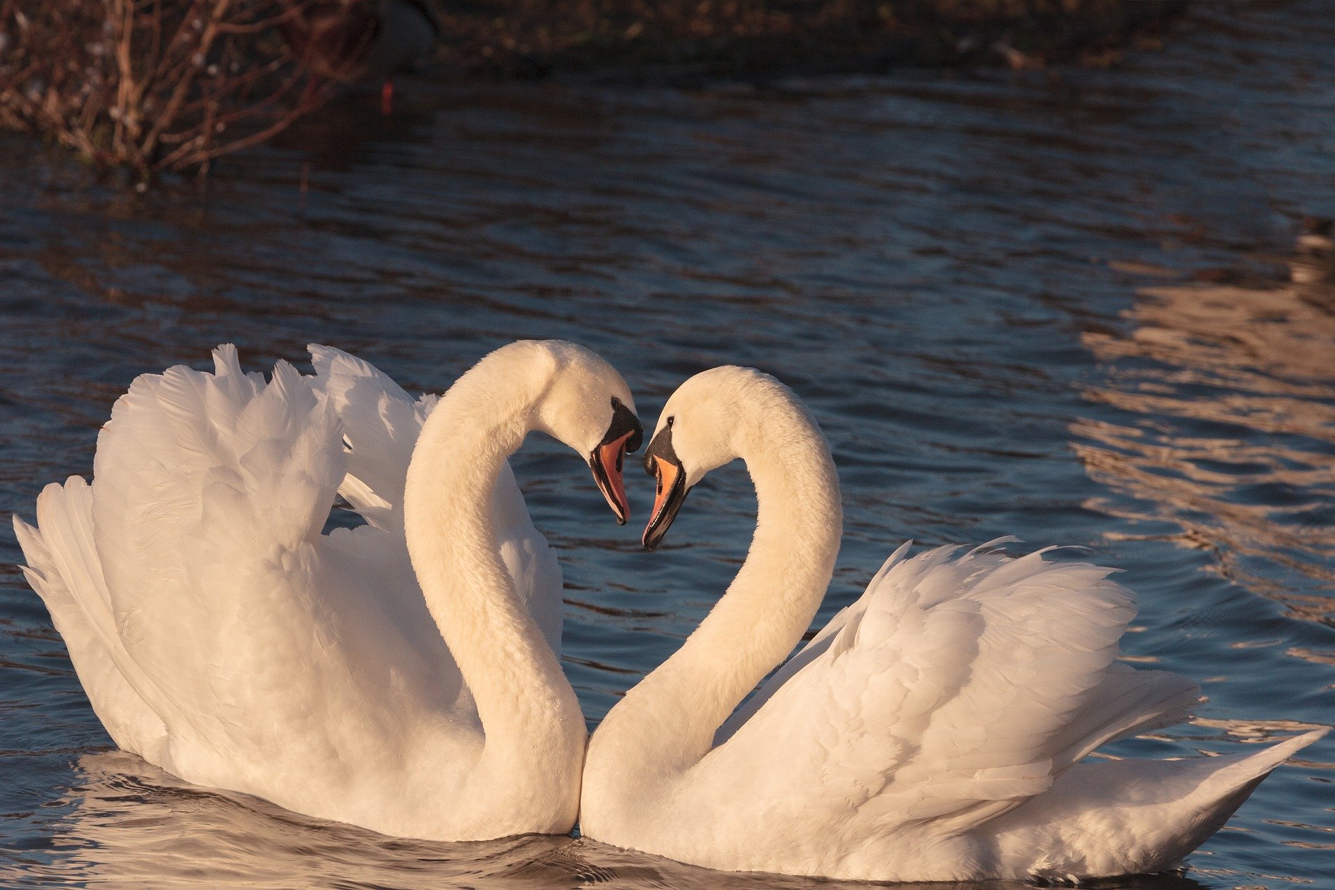 swans 2116649 1920